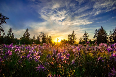 Purple flowering plants on field against sky during sunset