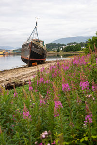 View of purple flowering plants on land against sky