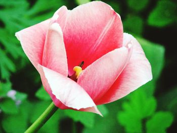 Close-up of pink flowers