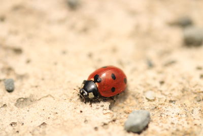 Close-up of ladybug on sand