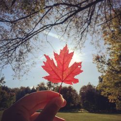 Cropped image of person holding maple leaf against sky