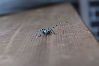 Close-up of insect on wood