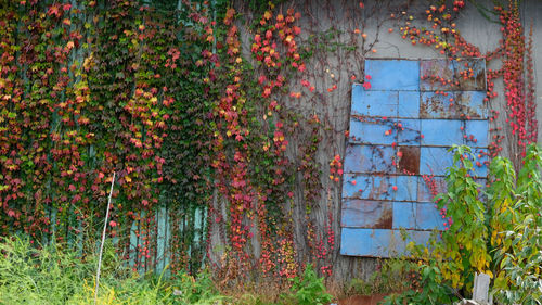 Ivy growing on old building