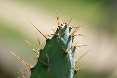 Close-up of caterpillar on plant