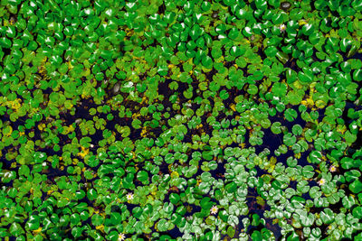 Lotus leaves and flowers in the lake, aerial top view, green water lilies and lotuses,  aerial view