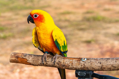 Close-up of parrot perching