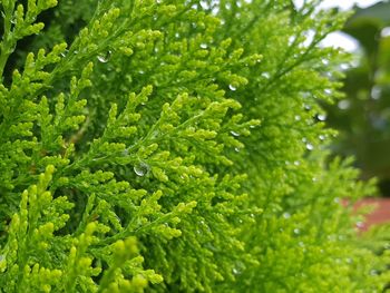 Close-up of wet leaves