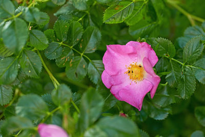 Close-up of red flower