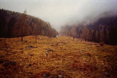 Bare trees in forest