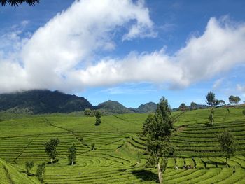 Tea plantation taken in bandung, west java, indonesia.