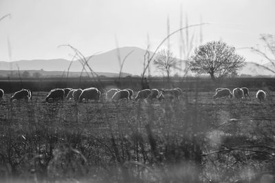 Flock of sheep grazing on field against sky