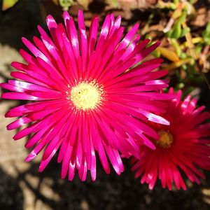 Close-up of pink flower