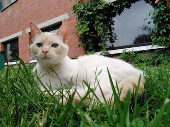 Portrait of white cat on grass