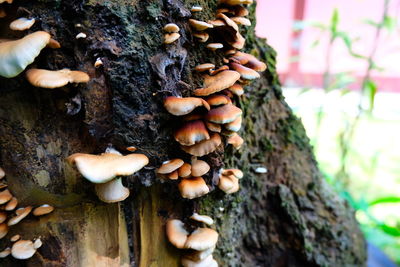 Close-up of mushrooms growing on tree trunk