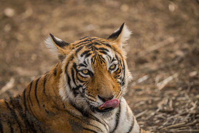 Portrait of tiger