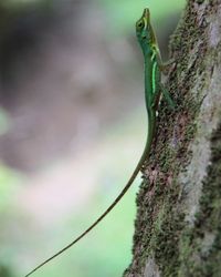 Close-up of lizard on tree trunk