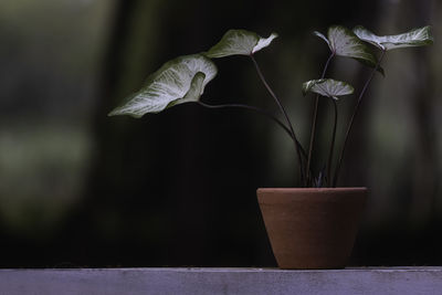 Close-up of potted plant in vase