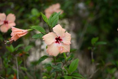 Close-up of pink hibiscus flower