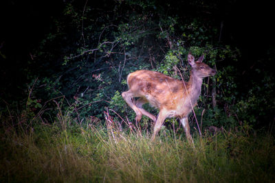 Deer standing in a field