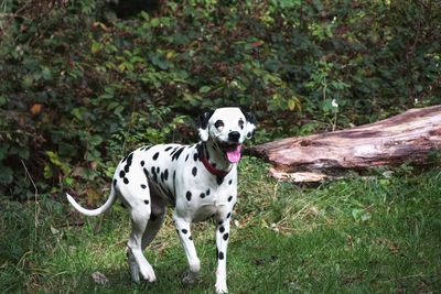 Dog on grass