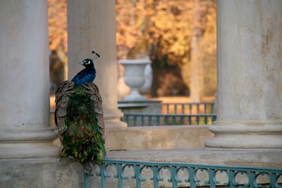 Close-up of peacock