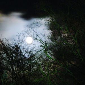 Low angle view of trees against moon at night