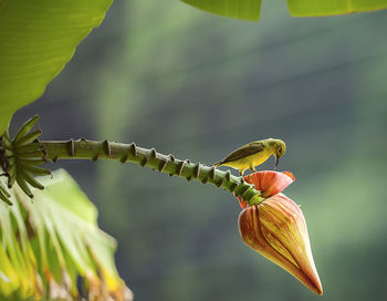 Close-up of flowering plant