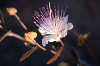 Close-up of white flowering plant