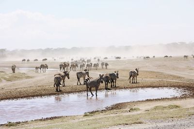 Zebras standing by lake against sky