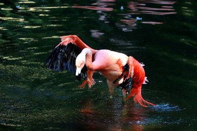 Horse drinking water in lake