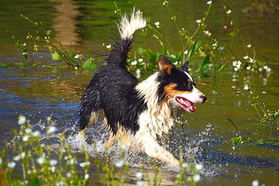 Full length of wet dog in lake