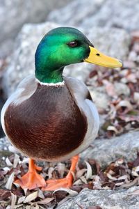Close-up of a duck