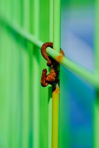 Close-up of rusty metal fence against wall