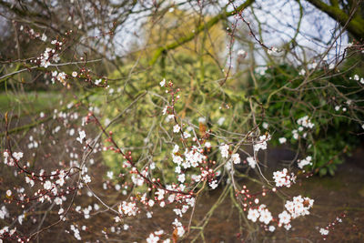 Close-up of berries on tree