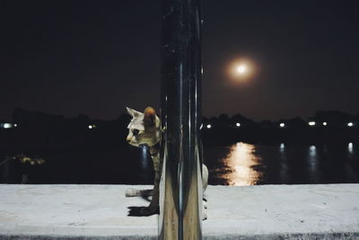 Dog on snow against sky at night