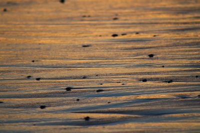 Golden beach at sunset time