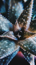 Close-up of insect in sea