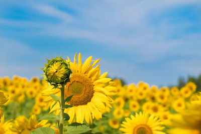 Close-up of yellow flowering plant against sky