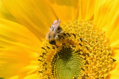 Close-up of insect on yellow flower