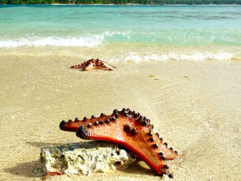 High angle view of crab on beach