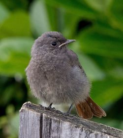 Close-up of bird perching on wooden post