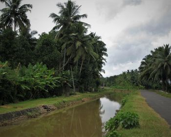 Scenic view of palm trees against sky