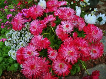 High angle view of pink flowering plants on field