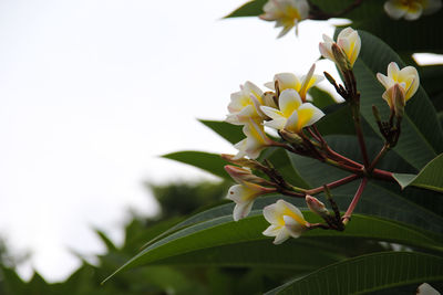 Close-up of white flowers blooming outdoors