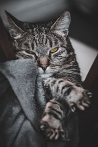 Close-up portrait of a cat resting