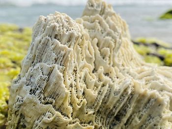 Close-up of shells on shore