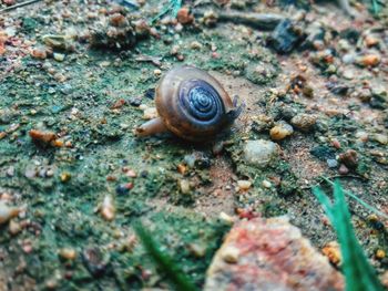 High angle view of snail on land