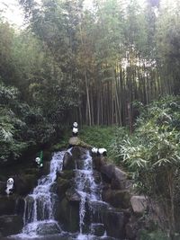 Stream flowing through rocks in forest