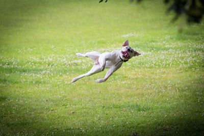 Dog running on grassy field