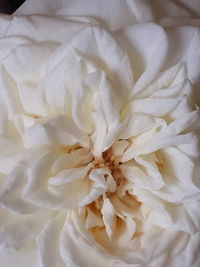 Full frame shot of white rose flower